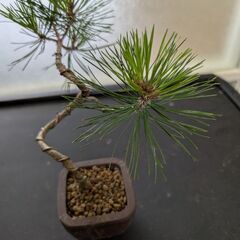 松のミニ盆栽1の画像