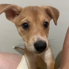 元気いっぱいな子犬ちゃん