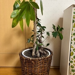 【決まりました】観葉植物🪴✨️パキラ