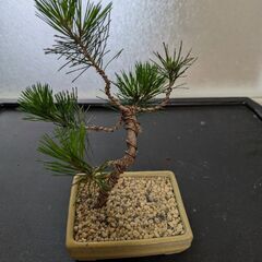 松のミニ盆栽2