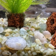 水槽のお掃除【南ヌマエビ】譲ります