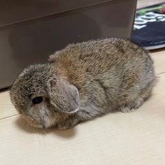 子うさぎ(ホーランドロップxアメリカンファージロップ)