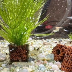 めだかMIX稚魚　お譲り致します
