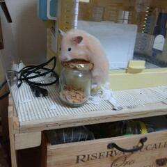 ゴールデンハムスターの赤ちゃんの里親募集　キンクマ