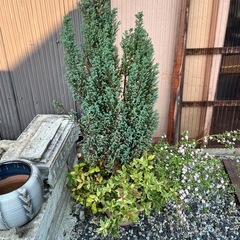 【差し上げます】コニファーの寄せ植え（植木鉢つき）※状態注意