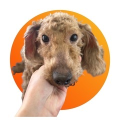 プードル男の子♂中型犬