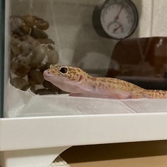レオパードゲッコー