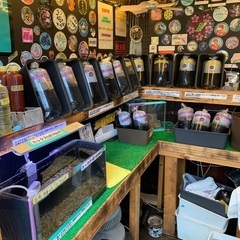 【五桜メダカ】 6月5日　横須賀めだか無人販売