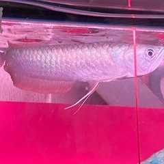 ※半額SALE※ Wildシルバーアロワナ　
