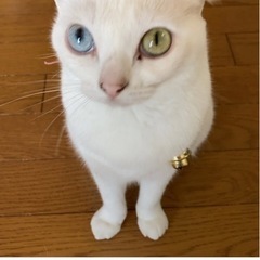 情報提供を求めています。
