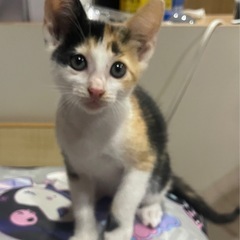 子猫2匹の里親募集中。