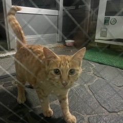 ちゃとら猫オス