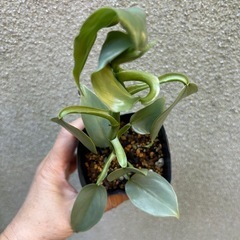 観葉植物 フィロデンドロン シルバーメタル 植物の苗