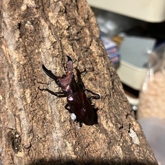 スマトラオオヒラクワガタ雄1匹＋おまけメタリフェルホソアカクワガタ雄1匹の画像
