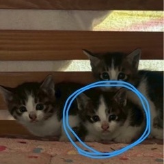里親募集中です