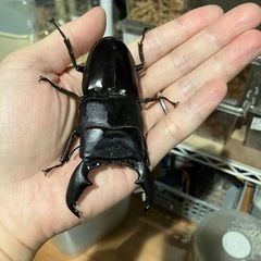 スマトラオオヒラクワガタ雄1匹＋おまけメタリフェルホソアカクワガタ雄1匹の画像