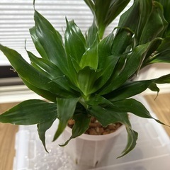 ドラセナコンパクター 高さ約40センチくらい 観葉植物の画像