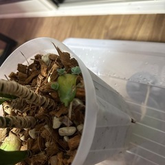 ドラセナコンパクター 高さ約40センチくらい 観葉植物の画像