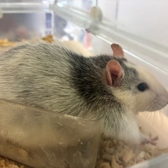 ラット