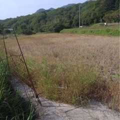 自然農法　田植え体験　6/29.30午前中
