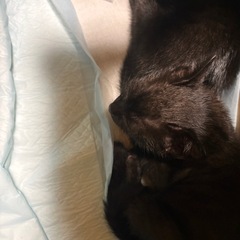 生まれてまだ1ヶ月半の子猫2匹