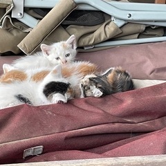 【急募】親・子猫4匹募集します。