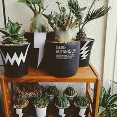 🌵植物好きな方🌵