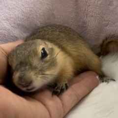 ⭐️リチャードソンジリス⭐️ 3月生まれ