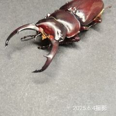 Dorcus  ネパレンシスペア