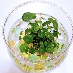 水草　ウォーターマッシュルームの画像