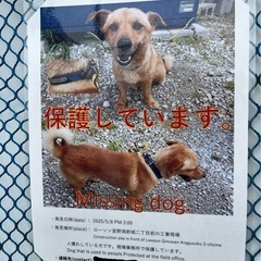 迷い犬 茶毛 青首輪