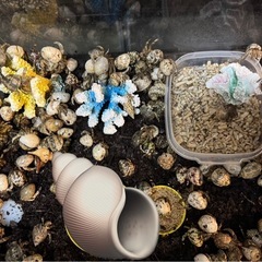 オカヤドカリ🐚