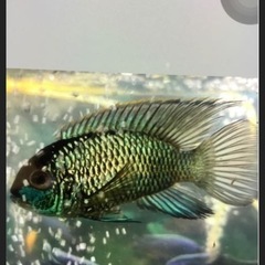 　熱帯魚　コバルトブルーアカラ
