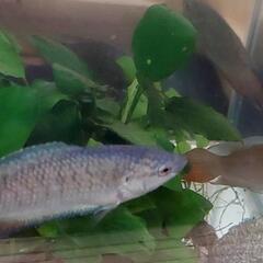 琉球闘魚 x 4匹