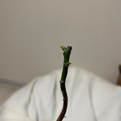 【観葉植物】パキラ新芽出てます★新琴似