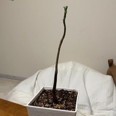 【観葉植物】パキラ新芽出てます★新琴似の画像