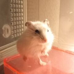 【里親募集】ジャンガリアンハムスター【赤ちゃん】