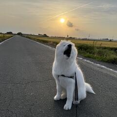 犬のお散歩代行