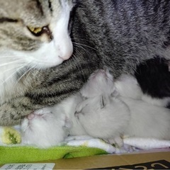 子猫ちゃんの里親募集です