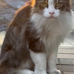 体型ガッチリ長毛くん