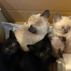 5匹の子猫の里親様を募集します。
