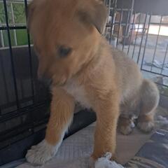 こたろう　2025.4.1日頃生まれ - 犬