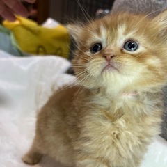 ミヌエット  ５月１日生まれ   31日１日土日限定２万引き