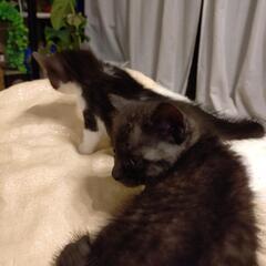 黒猫の赤ちゃん（少し縞が入ります）里親募集