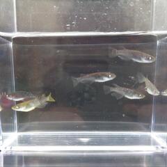 黑天幻龍×ブルームーンのF3　1匹500円 6匹なら2,500円...