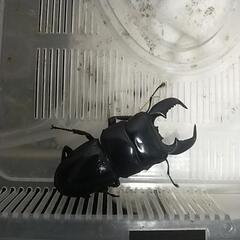 スマトラオオヒラタクワガタ