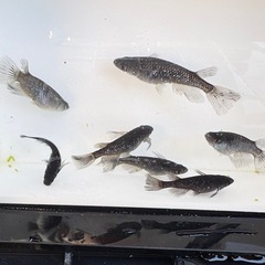 メダカ　鰭長ブラックダイヤ
