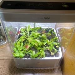 食虫植物　ハエトリ草
