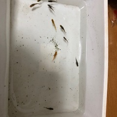 mixメダカ
