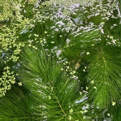 水草　マツモ